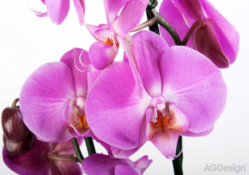 Vliesová fototapeta na zeď FTNS 2459, Fialová orchidej, 360 x 270 cm, AG Design