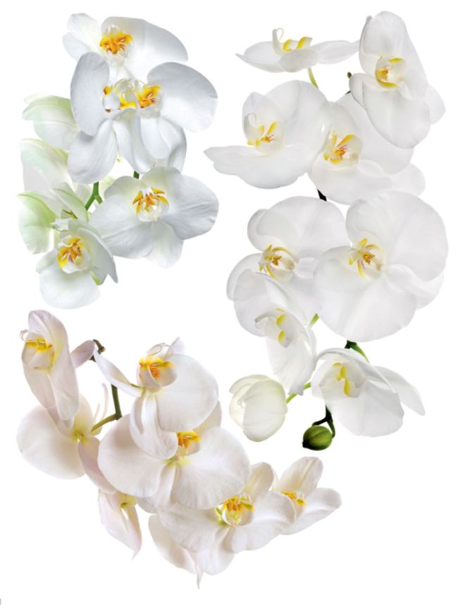 Samolepka / samolepící dekorace na zeď F 1068, Orchideje, AG Design